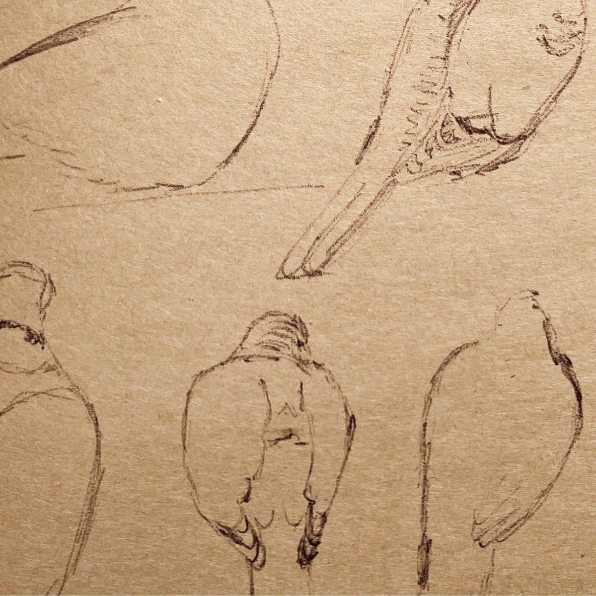 minimalist bird drawing on brown paper, showing the beauty of imperfect lines